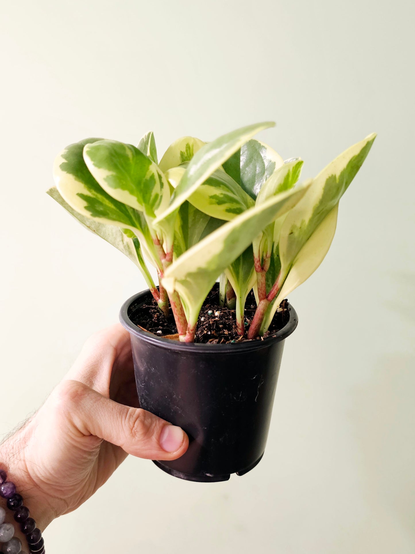 Peperomia obtusifolia 'Citrus Twist' 4”