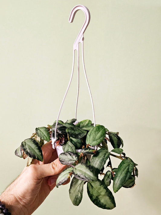 Pellionia repens 4" HB