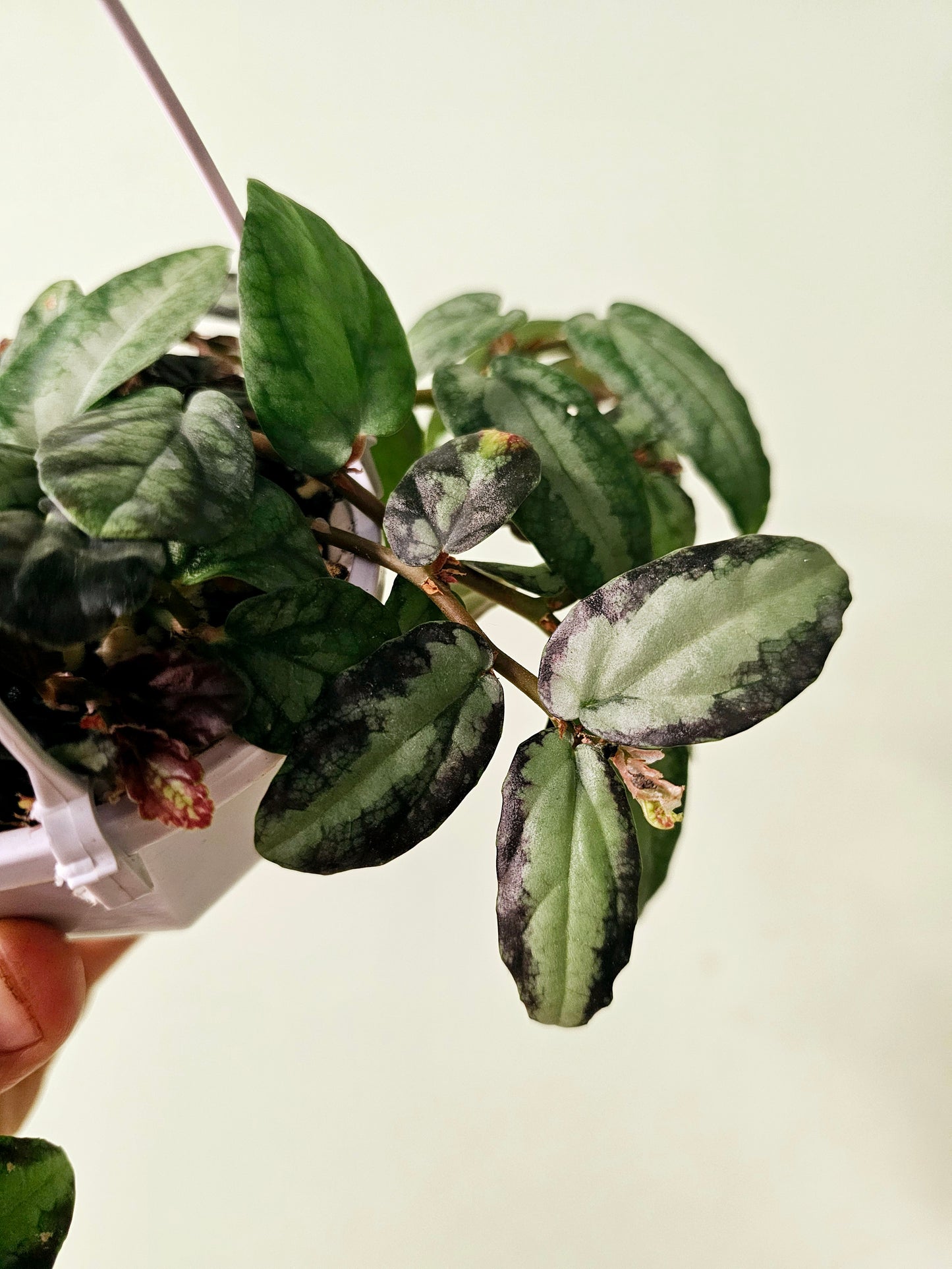 Pellionia repens 4" HB