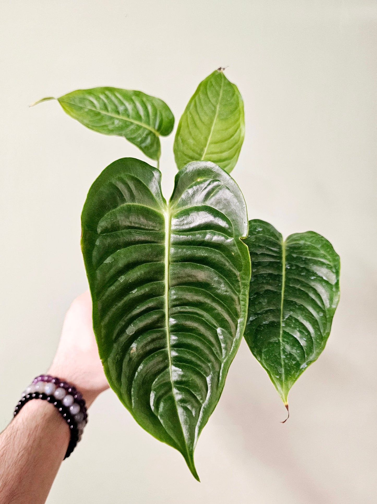 Anthurium veitchii 4"