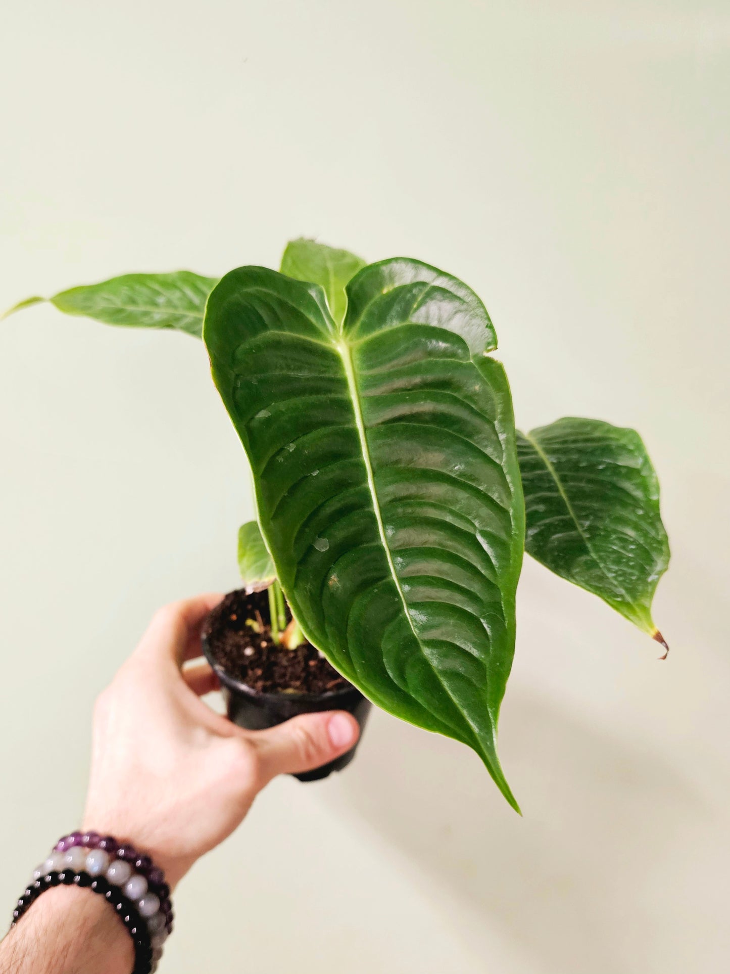 Anthurium veitchii 4"