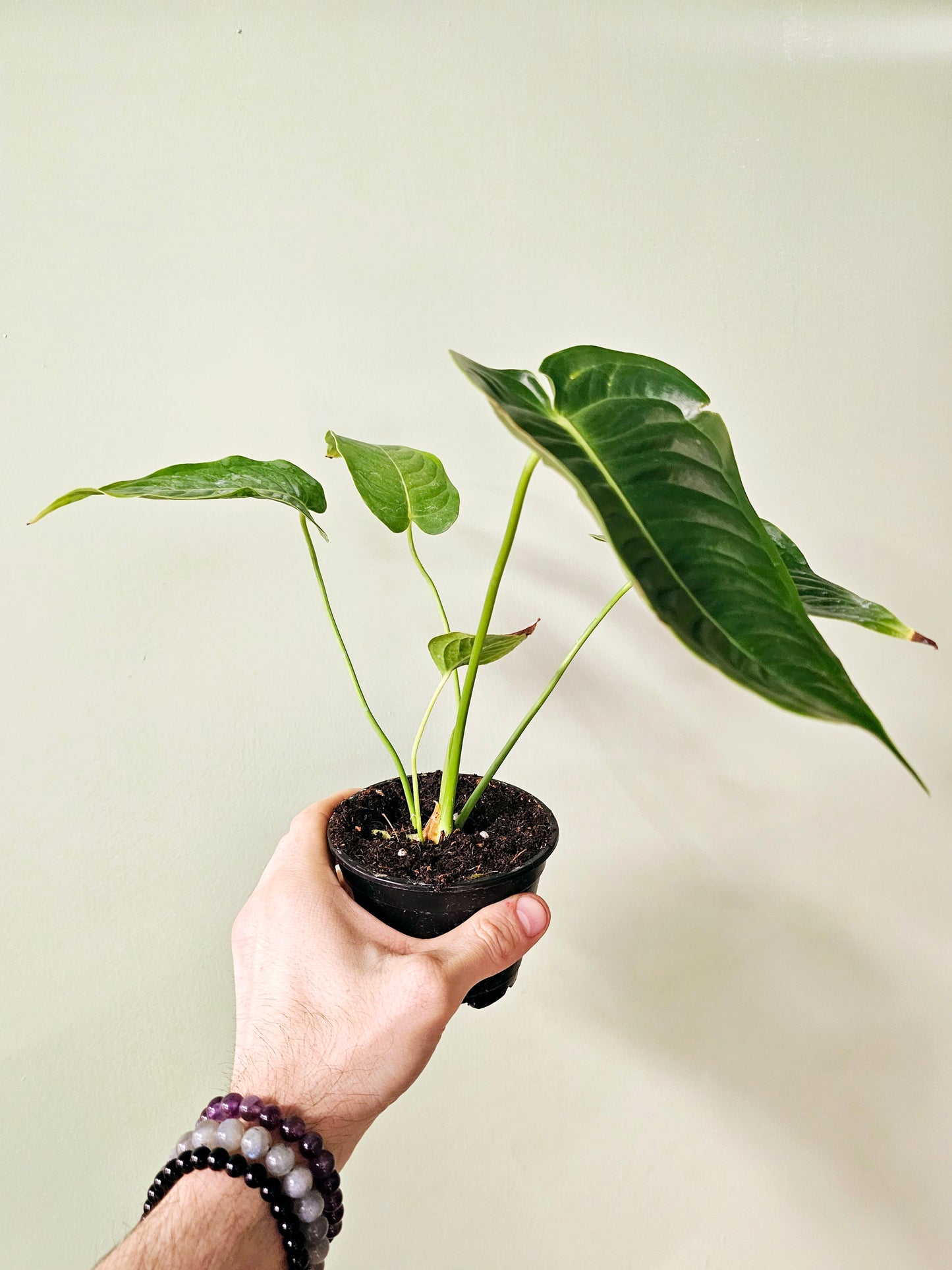 Anthurium veitchii 4"