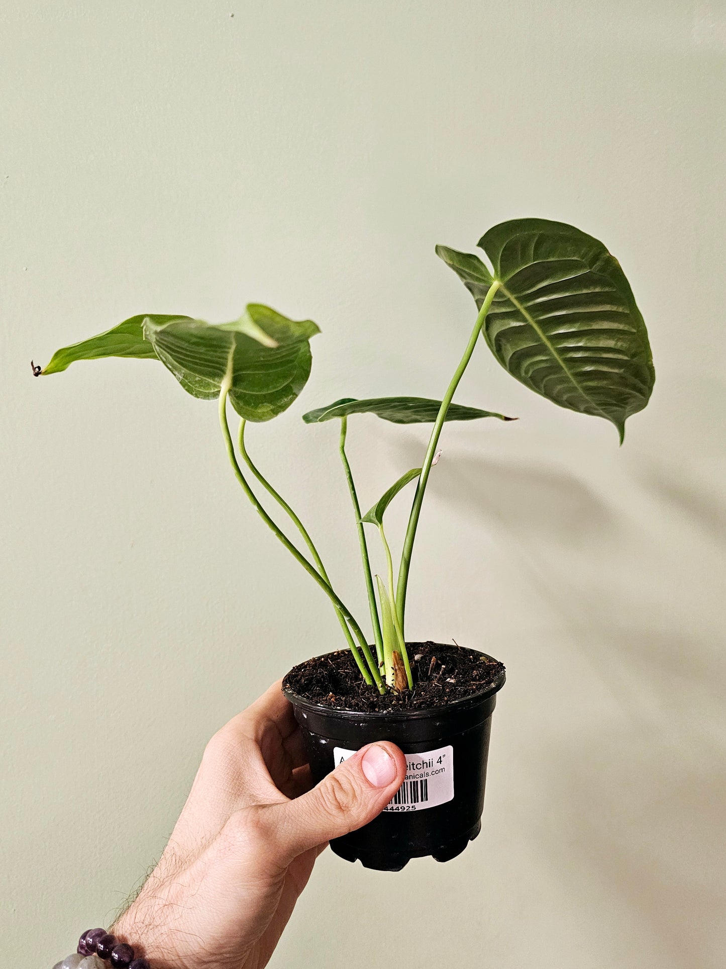 Anthurium veitchii 4"