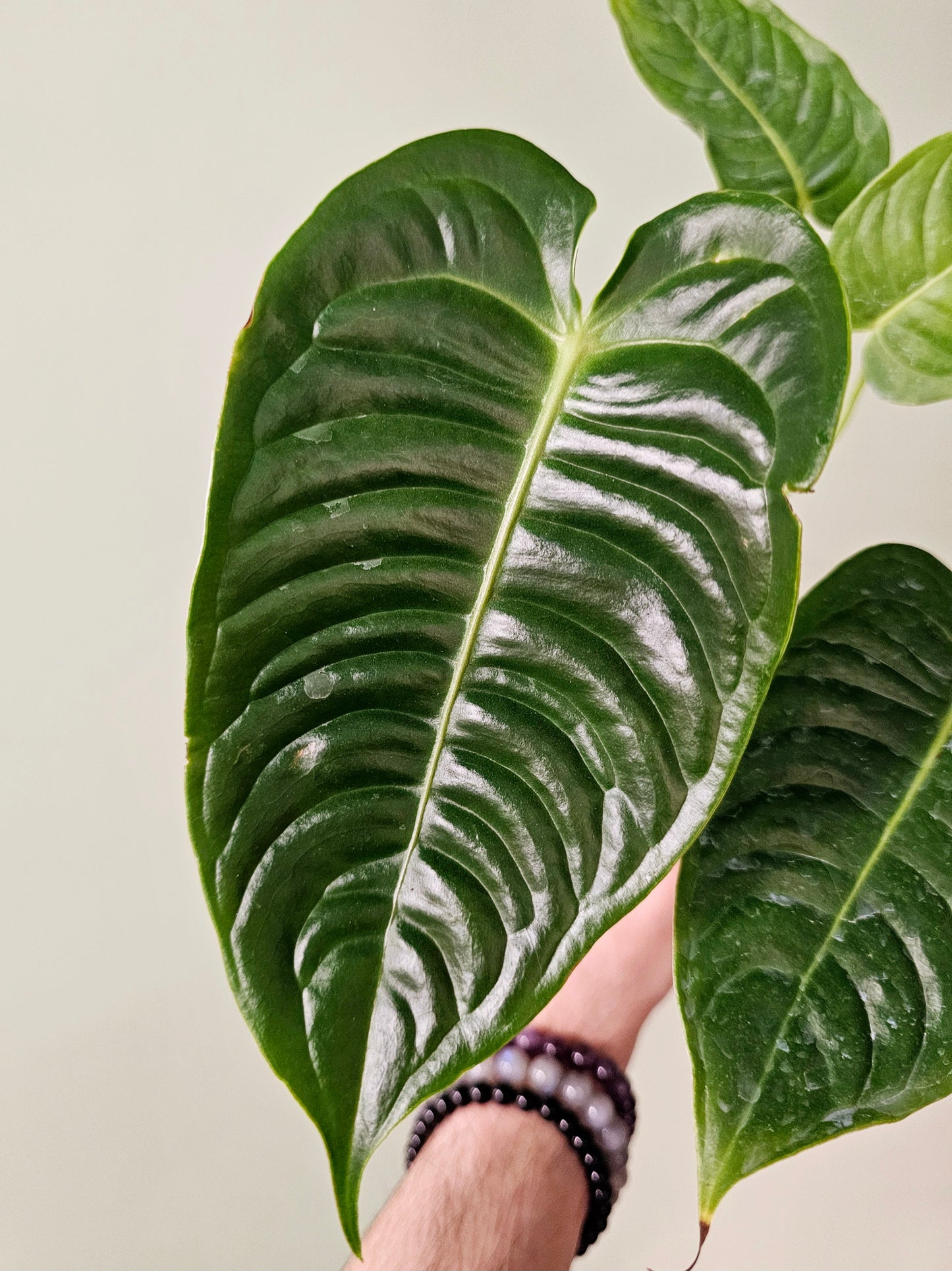 Anthurium veitchii 4"