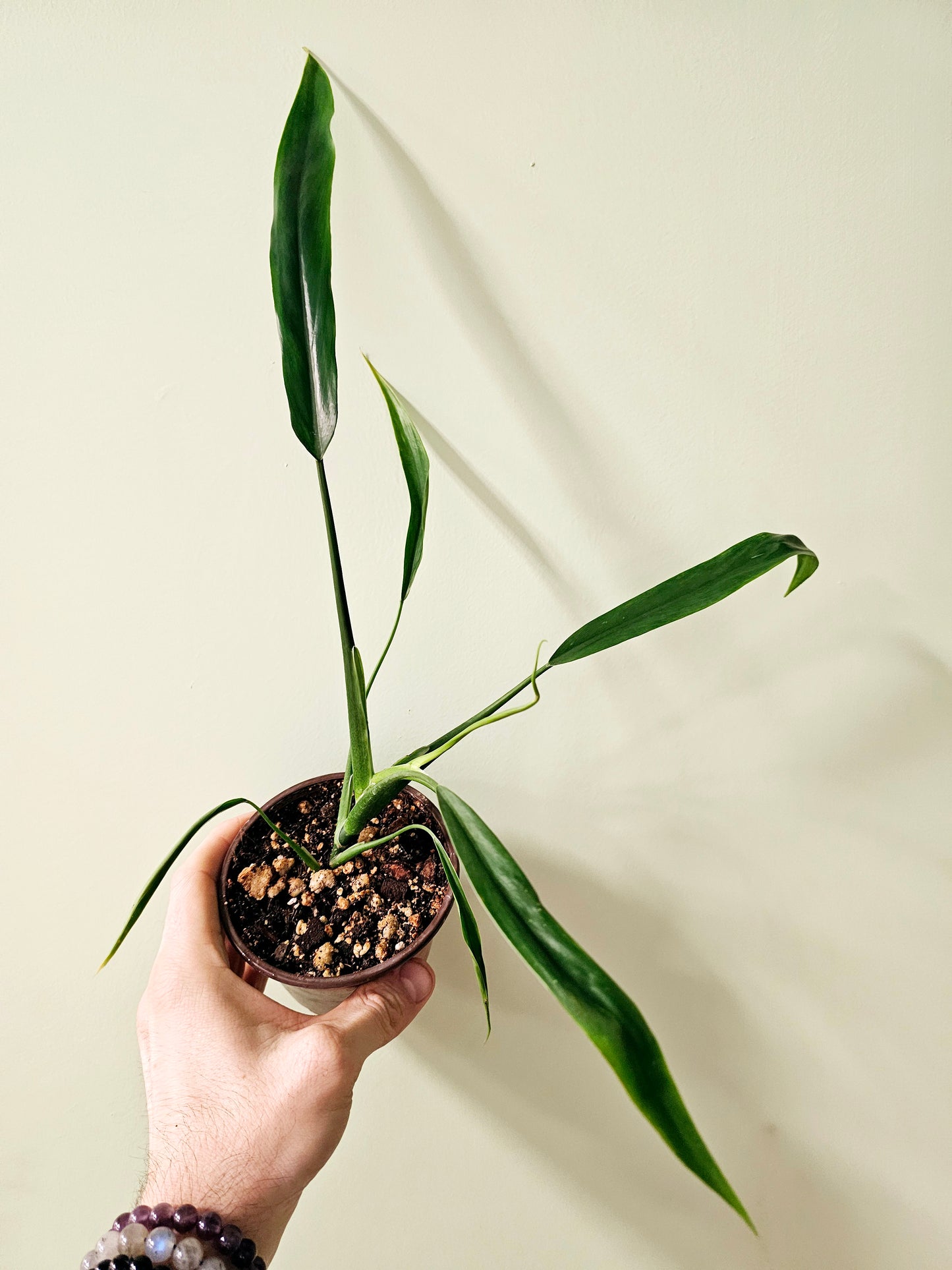 Philodendron holtonianum 4"