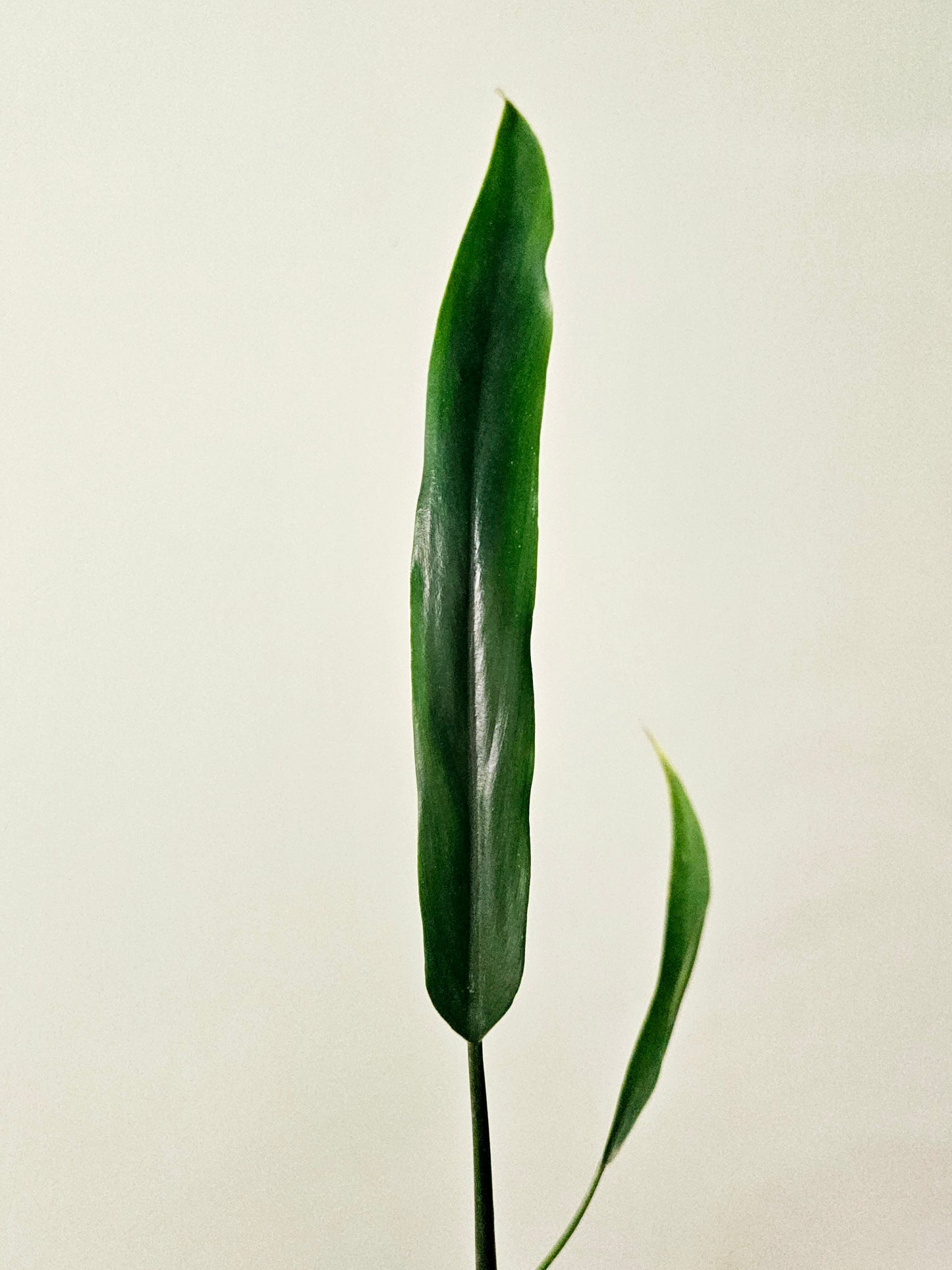 Philodendron holtonianum 4"