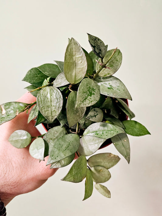Hoya krohniana 'Super Silver' 4"