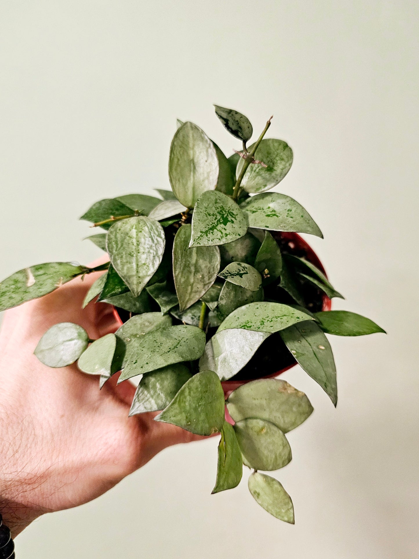 Hoya krohniana 'Super Silver' 4"