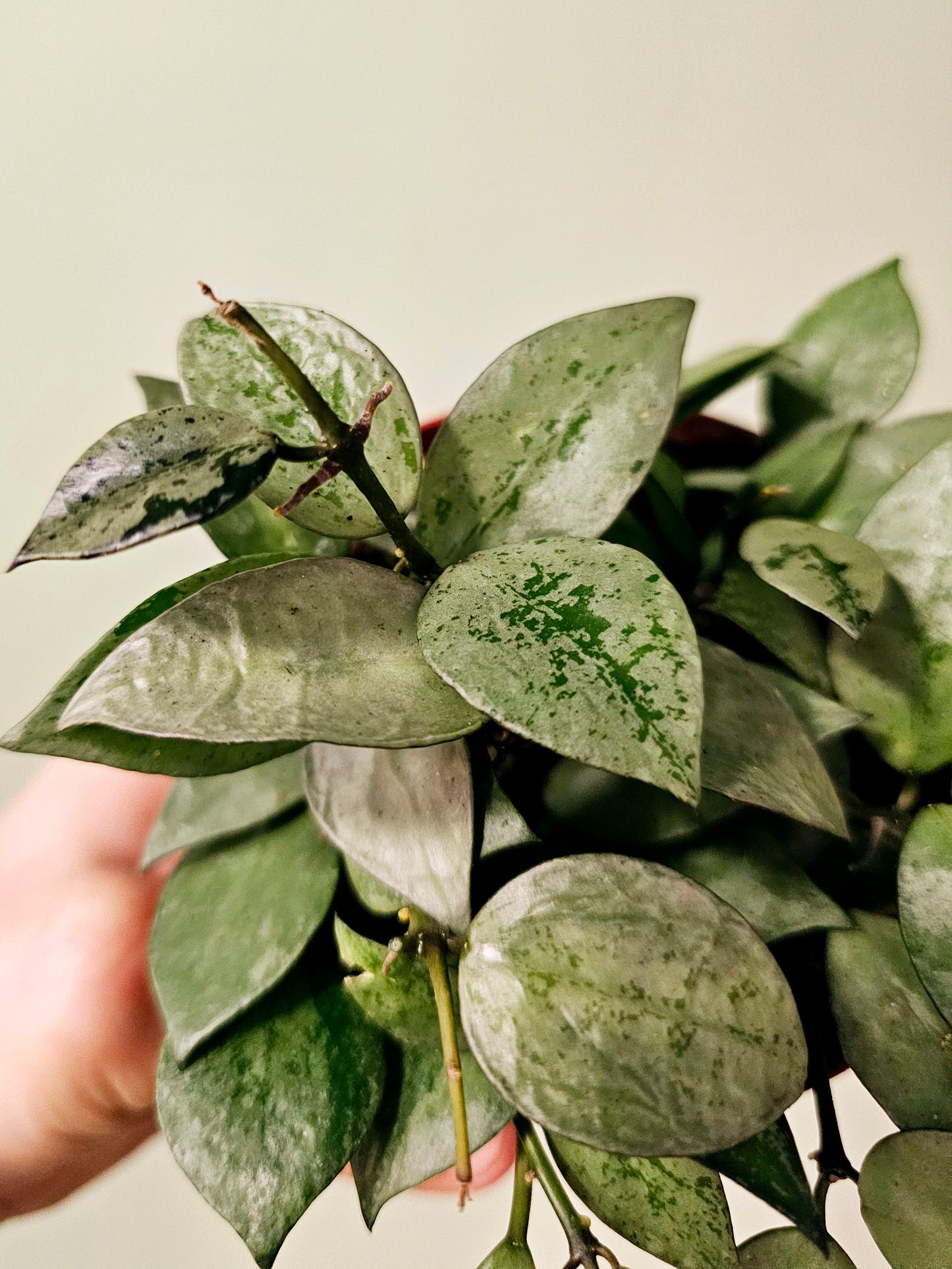 Hoya krohniana 'Super Silver' 4"