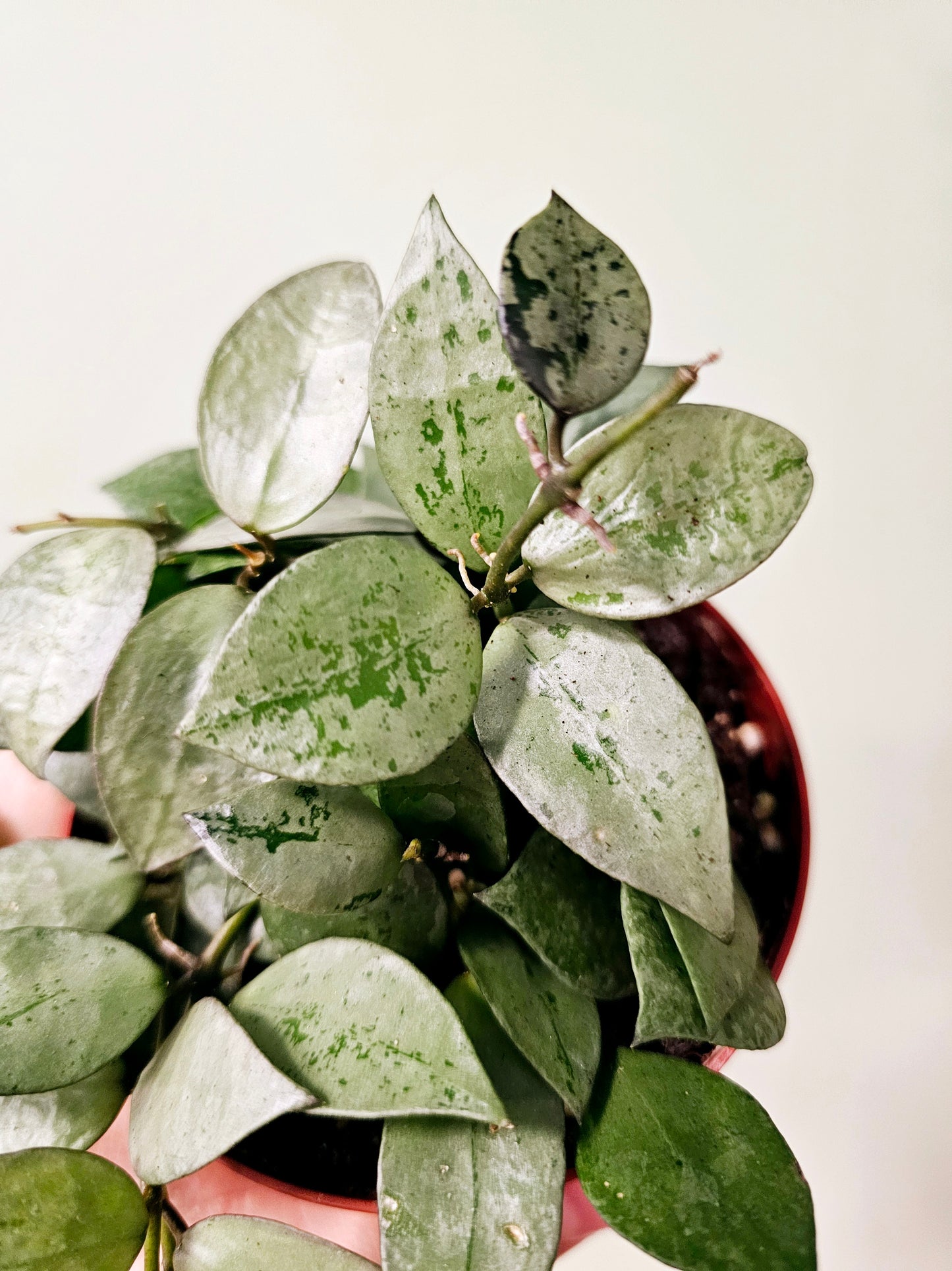 Hoya krohniana 'Super Silver' 4"