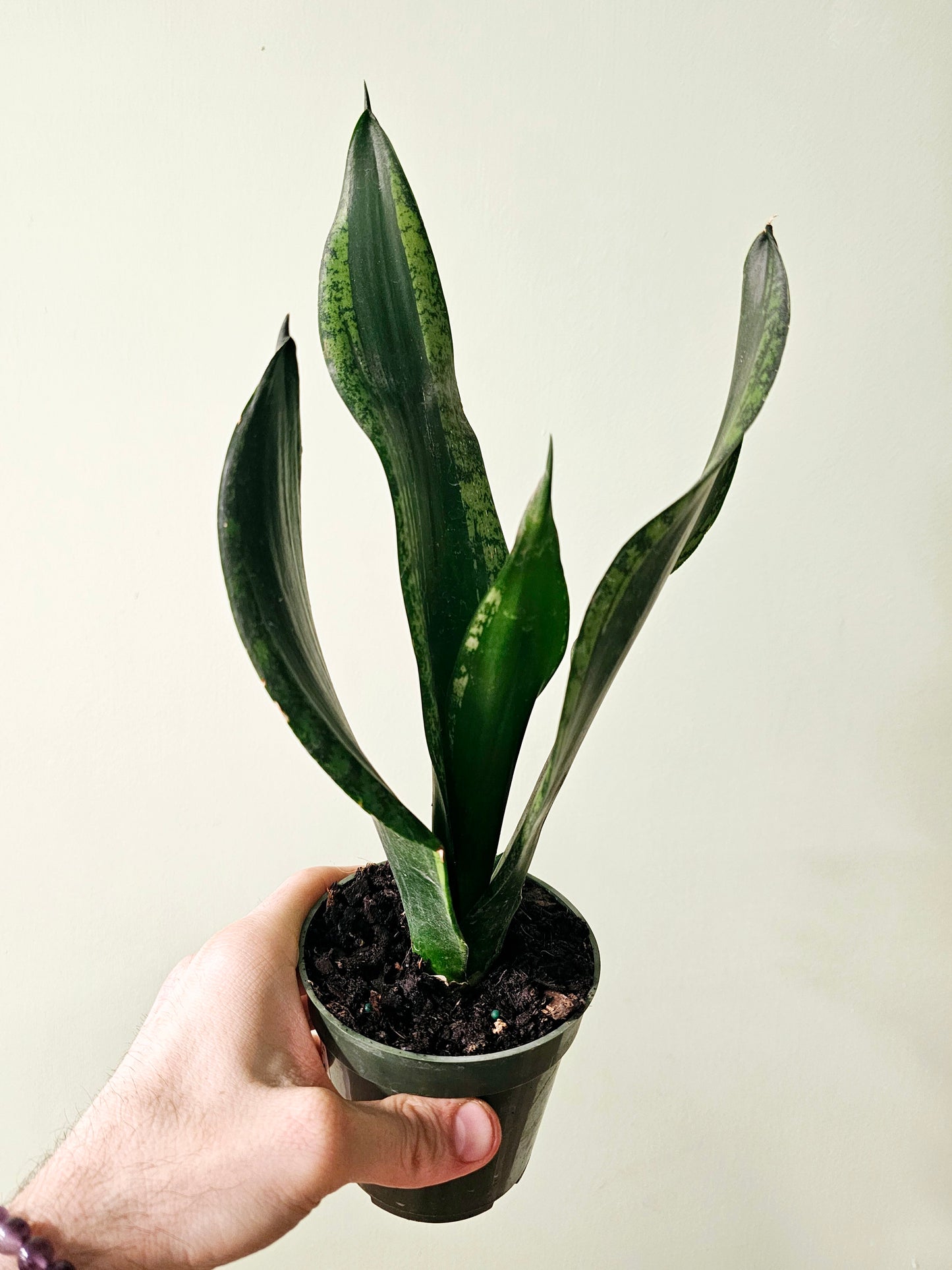 Sansevieria trifasciata 'Whitney' 4"