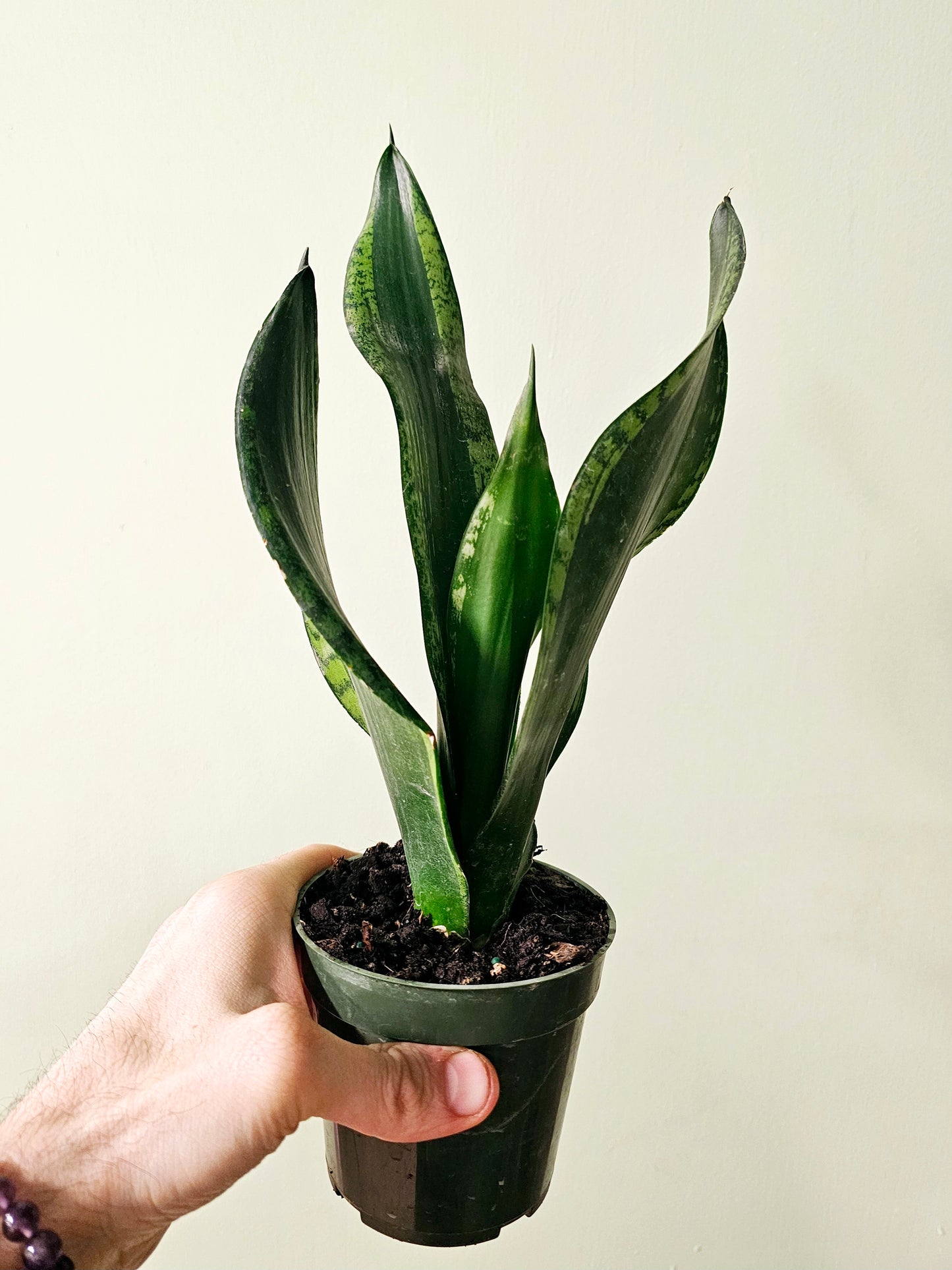 Sansevieria trifasciata 'Whitney' 4"
