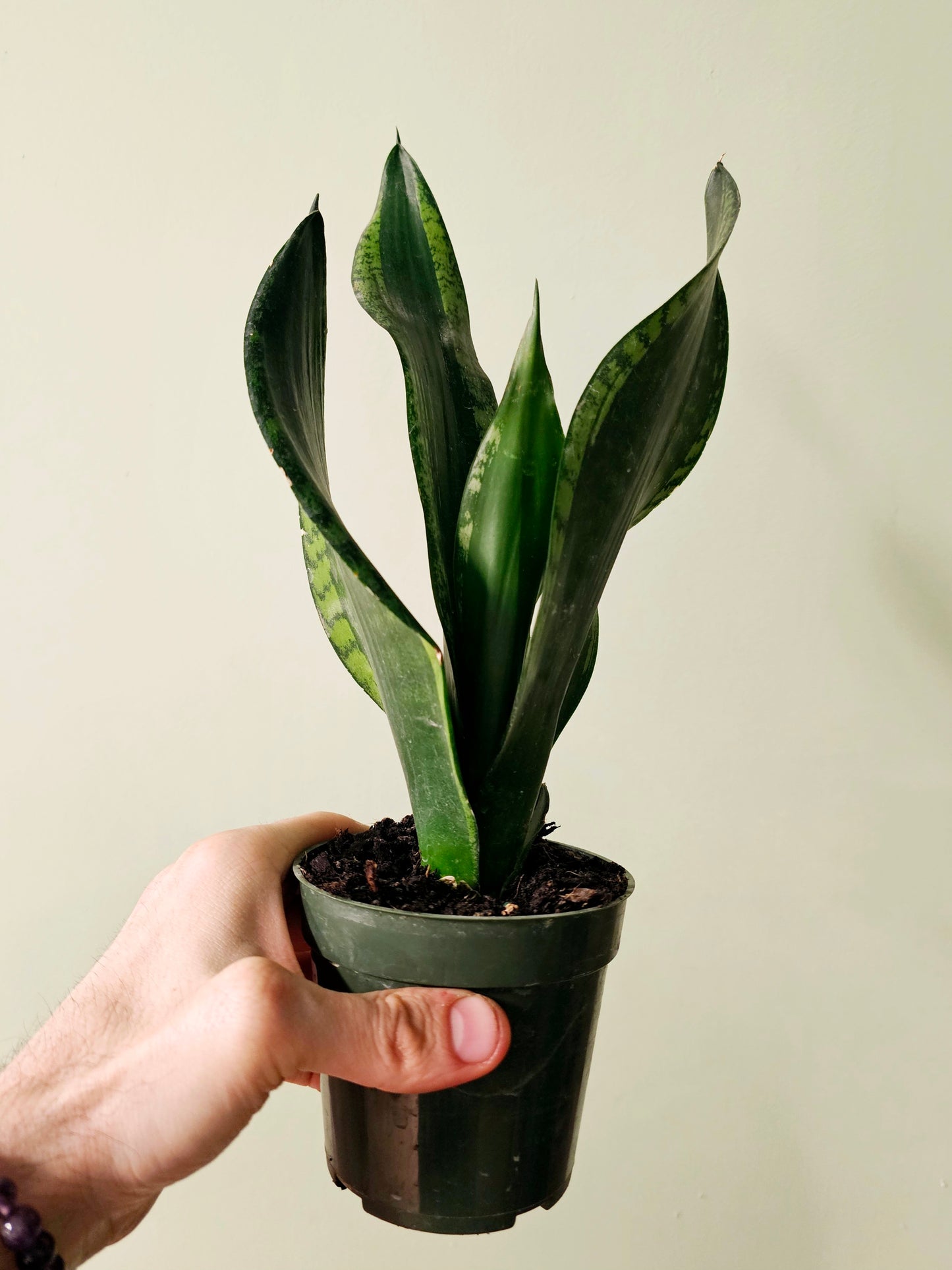Sansevieria trifasciata 'Whitney' 4"