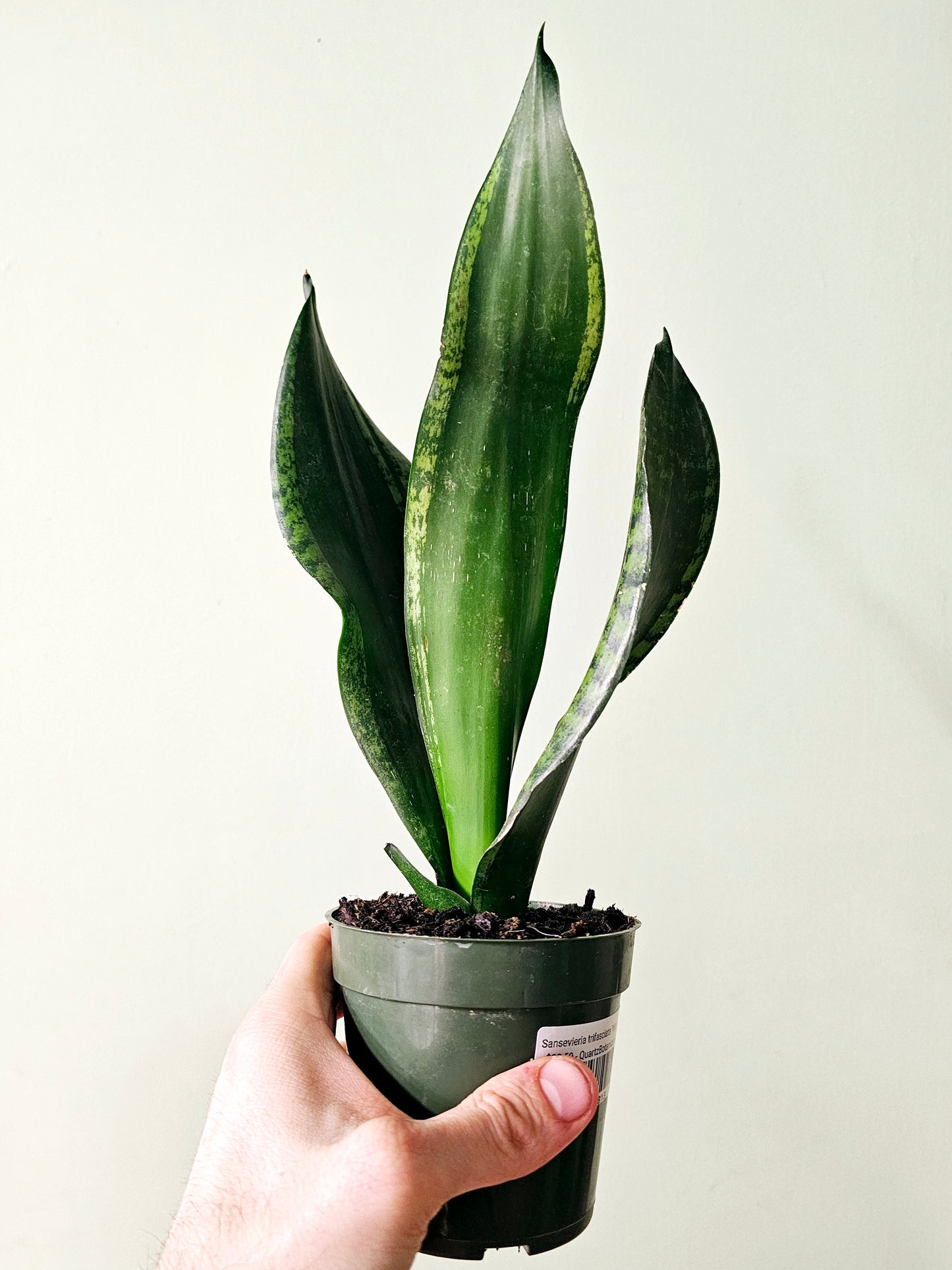 Sansevieria trifasciata 'Whitney' 4"