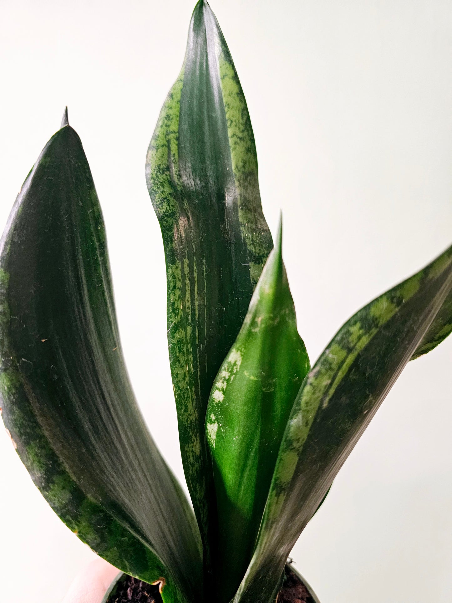 Sansevieria trifasciata 'Whitney' 4"