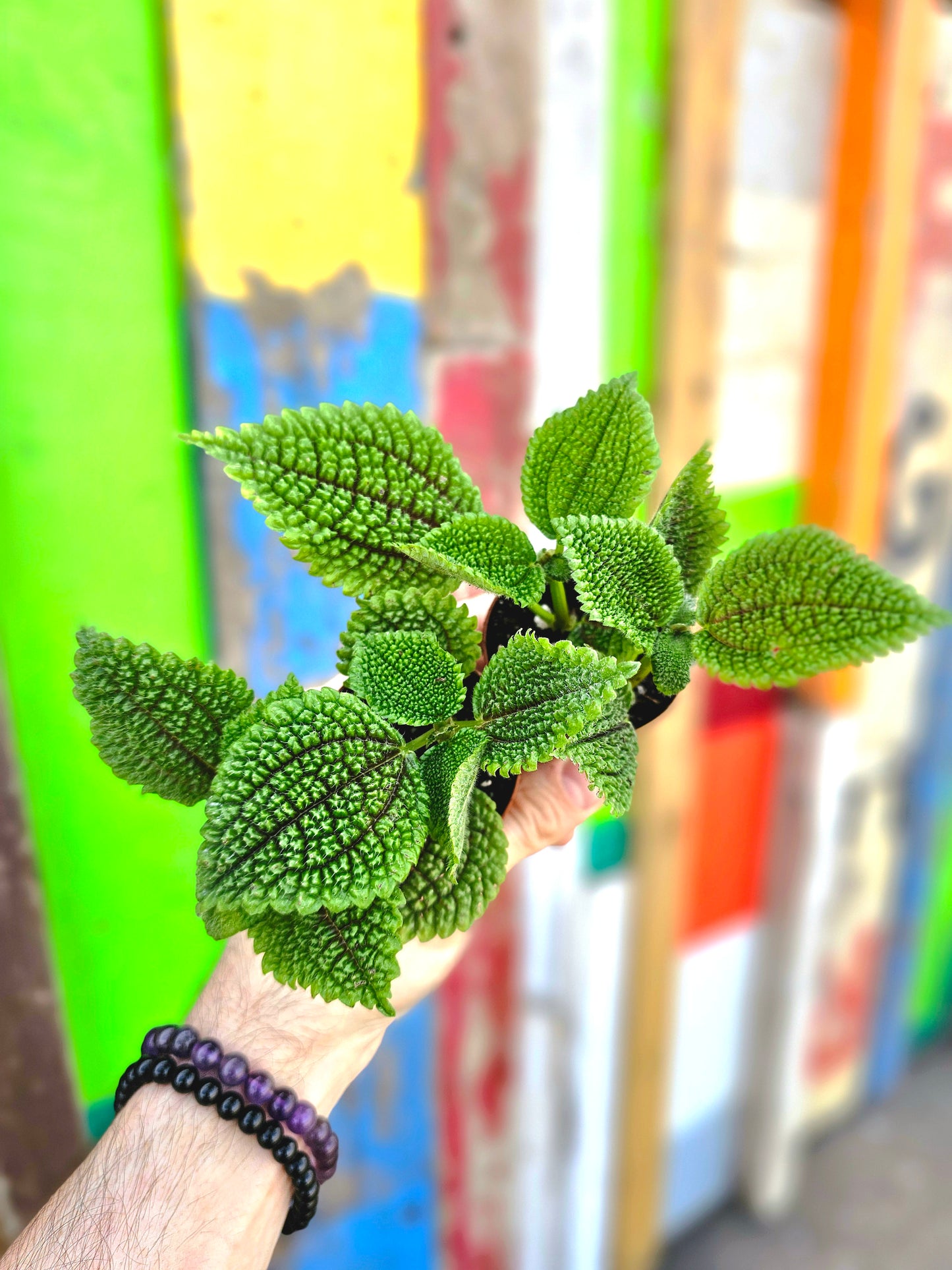 Pilea mollis 'Moon Valley' 2"