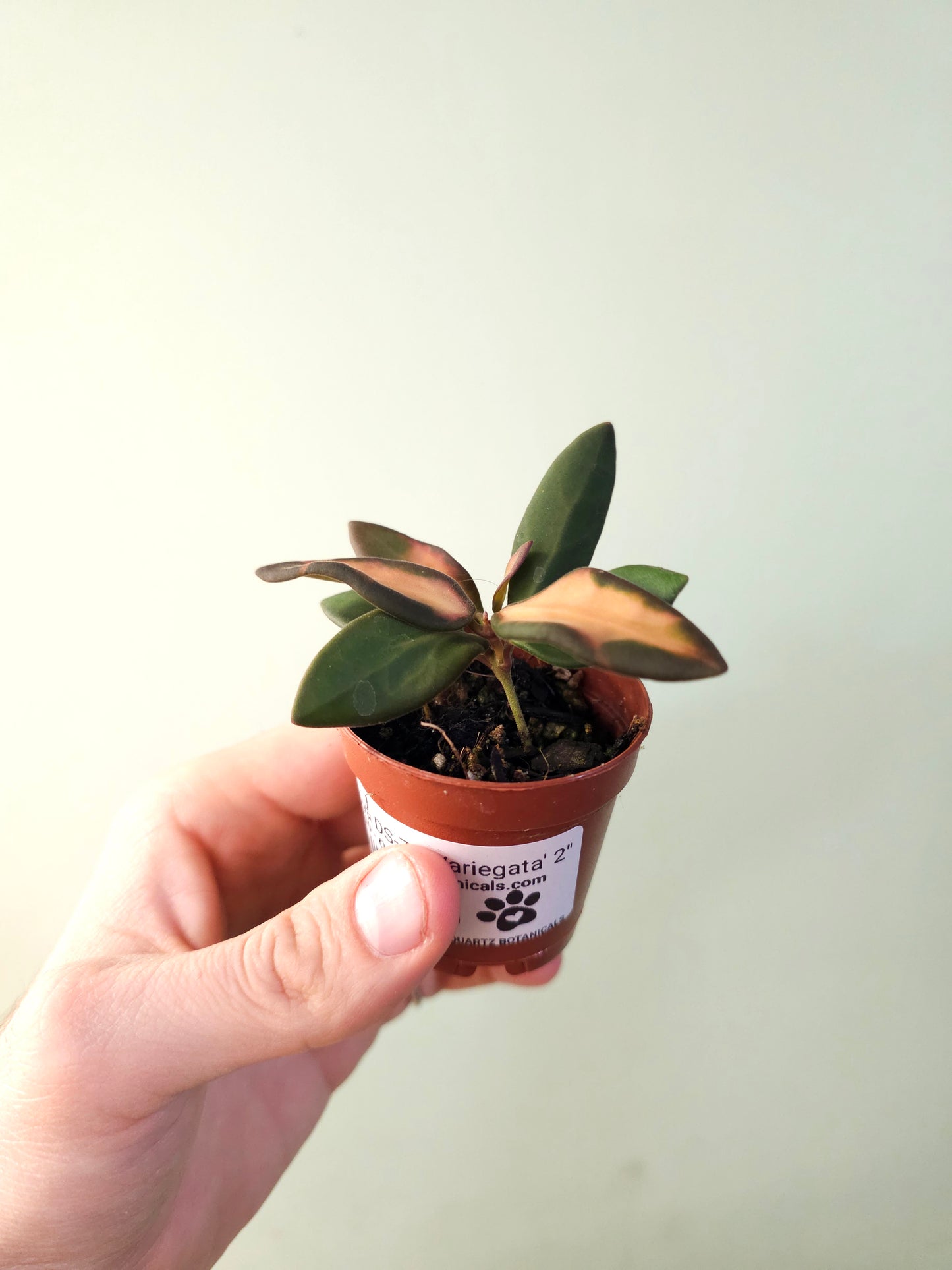 Hoya DS-70 'Variegata' 2"