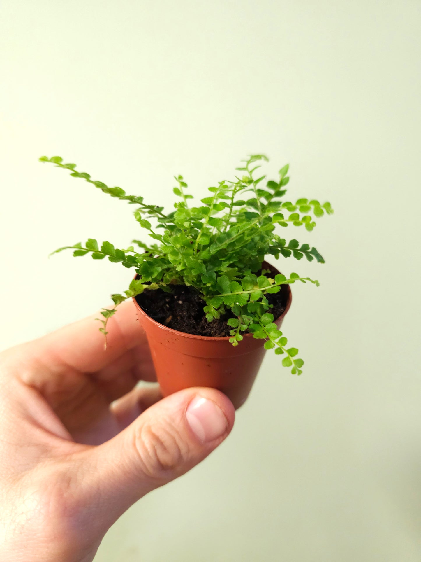 Nephrolepis cordifolia "Lemon Button Fern" 2"