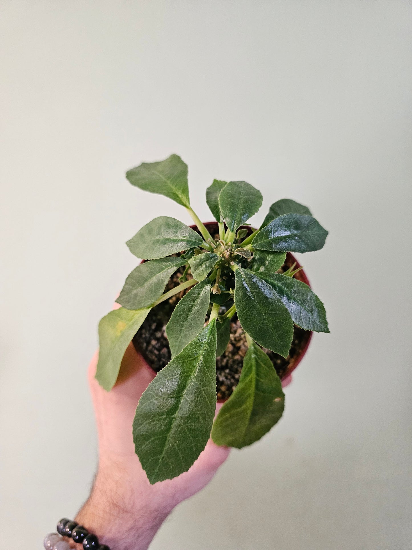 Dorstenia Foetida ssp. 4"