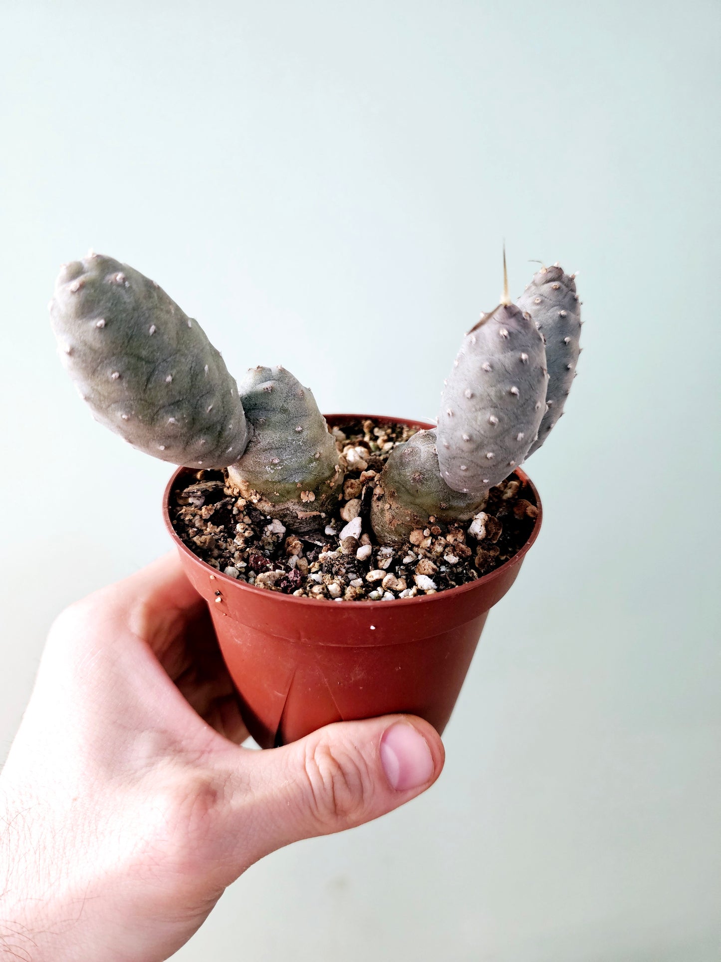 Tephrocactus articulatus var. inermis "Pine Cone Cactus" 4" Multi