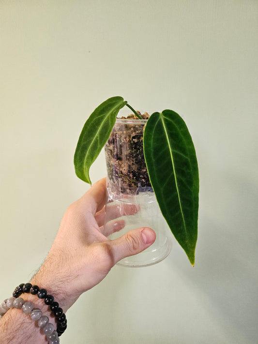 Anthurium warocqueanum 4"