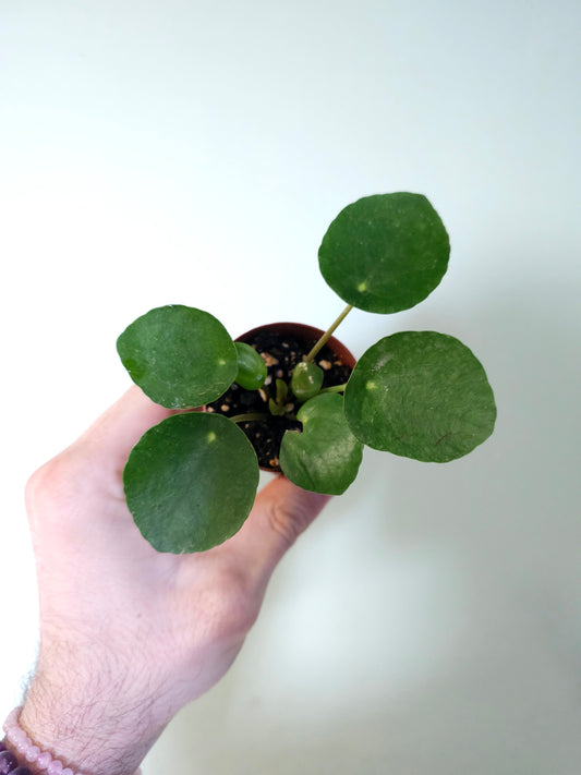 Pilea peperomioides "Money plant/UFO Plant" 2"