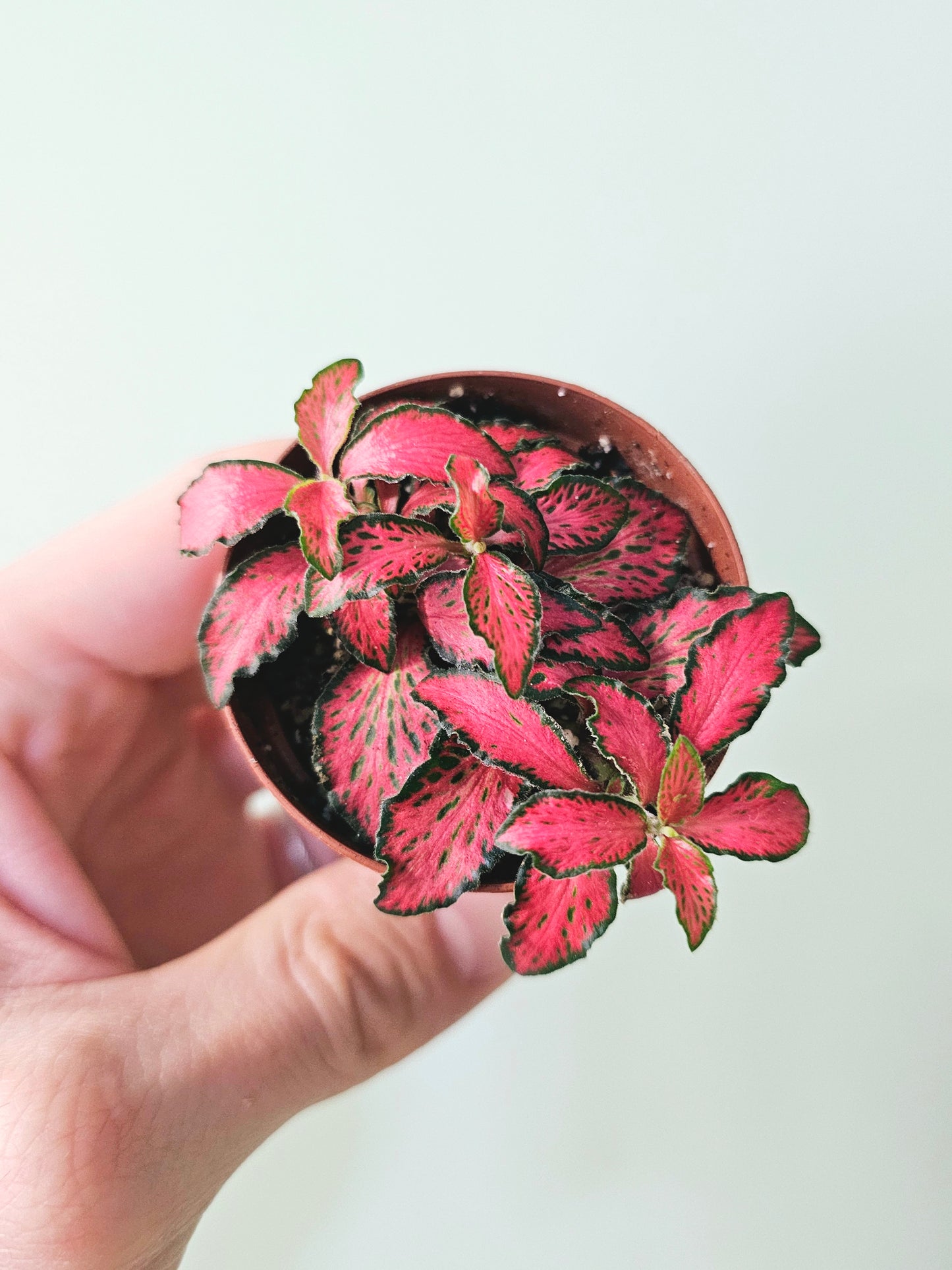 Fittonia albivenis 'Red Forest Flame' "Nerve Plant" 2"