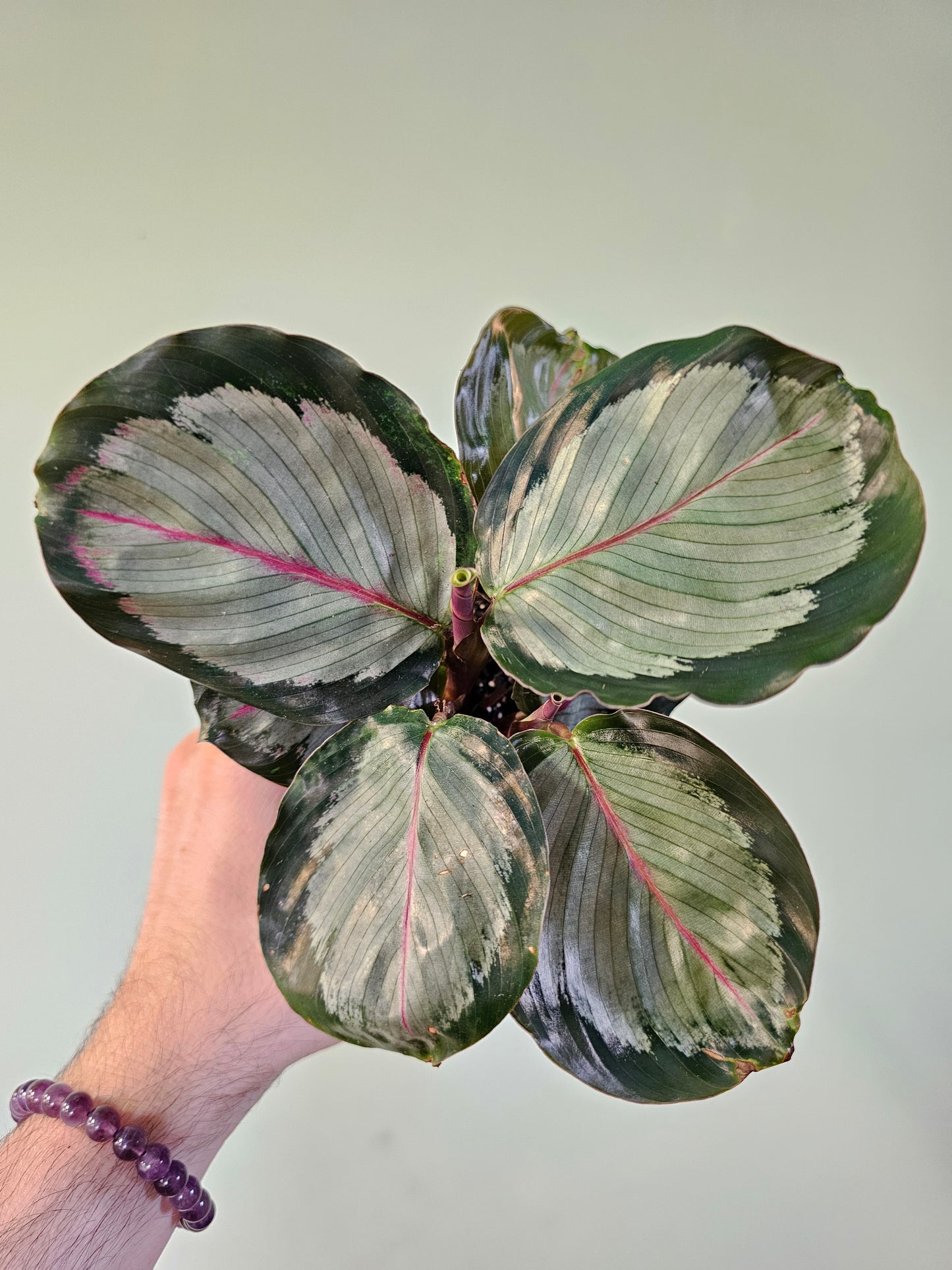 Calathea roseopicta 'Northern Lights' 3.5"