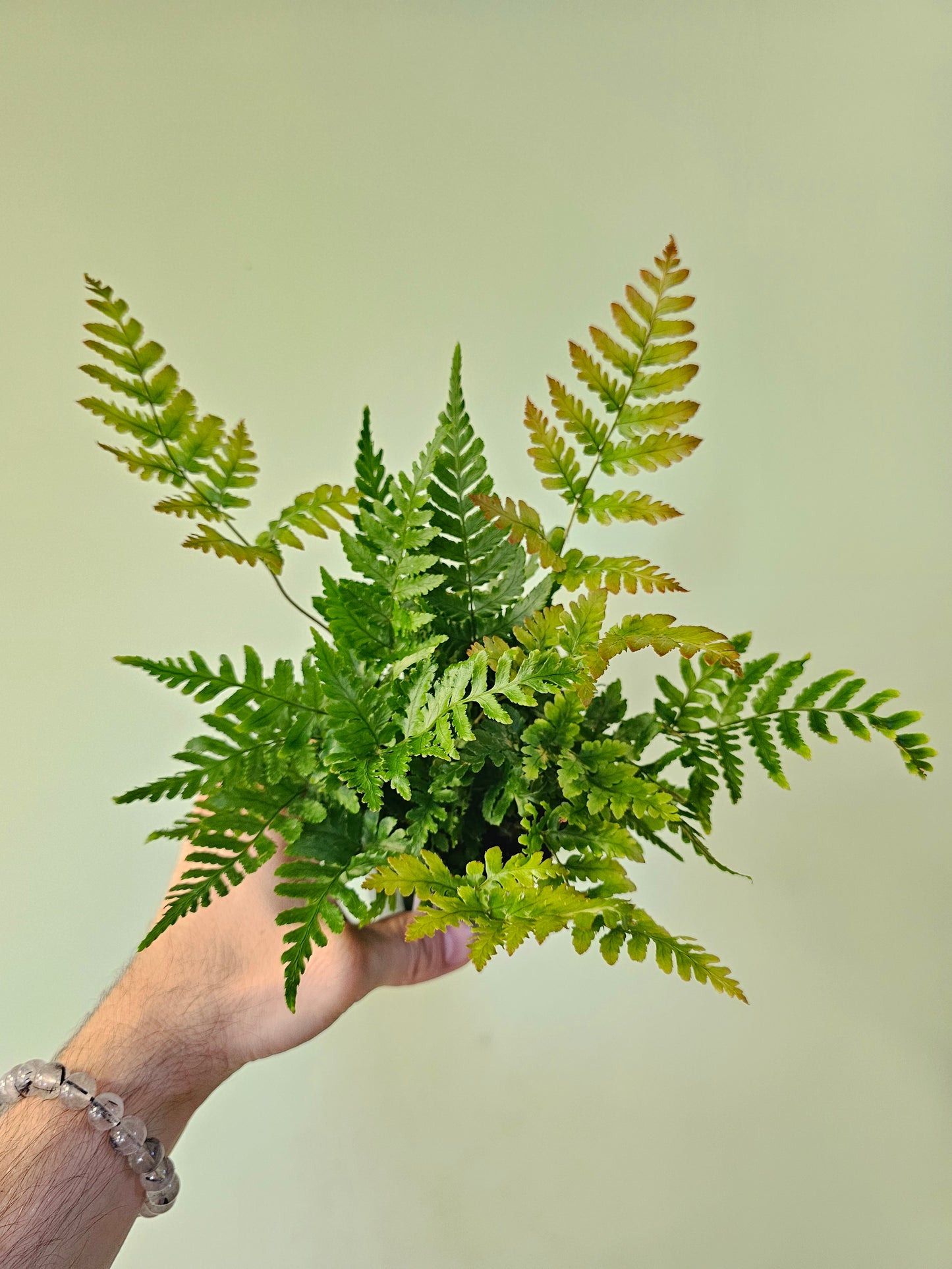 Dryopteris erythrosora "Autumn Fern" 3.5"