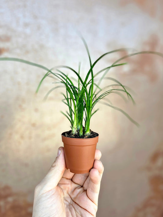 Beaucarnea recurvata "Ponytail Palm" 2"