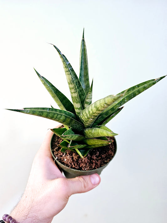 Sansevieria 'Green Tower' 4"