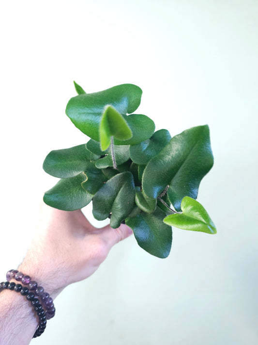 Hemionitis arifolia "Heart Leaf Fern" 3.5"