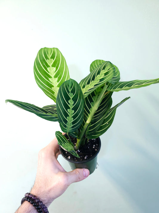 Maranta leuconeura 'Lemon Lime' 3.5"