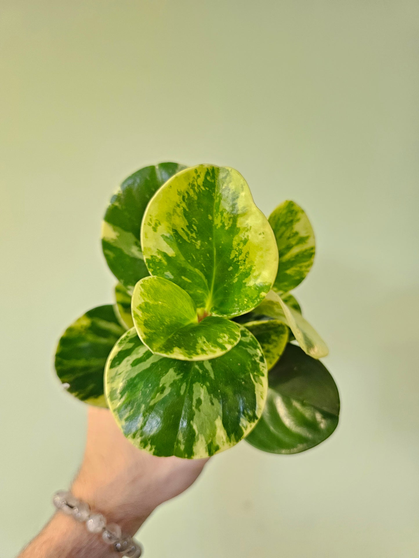 Peperomia obtusifolia 'Marble' 3.5"