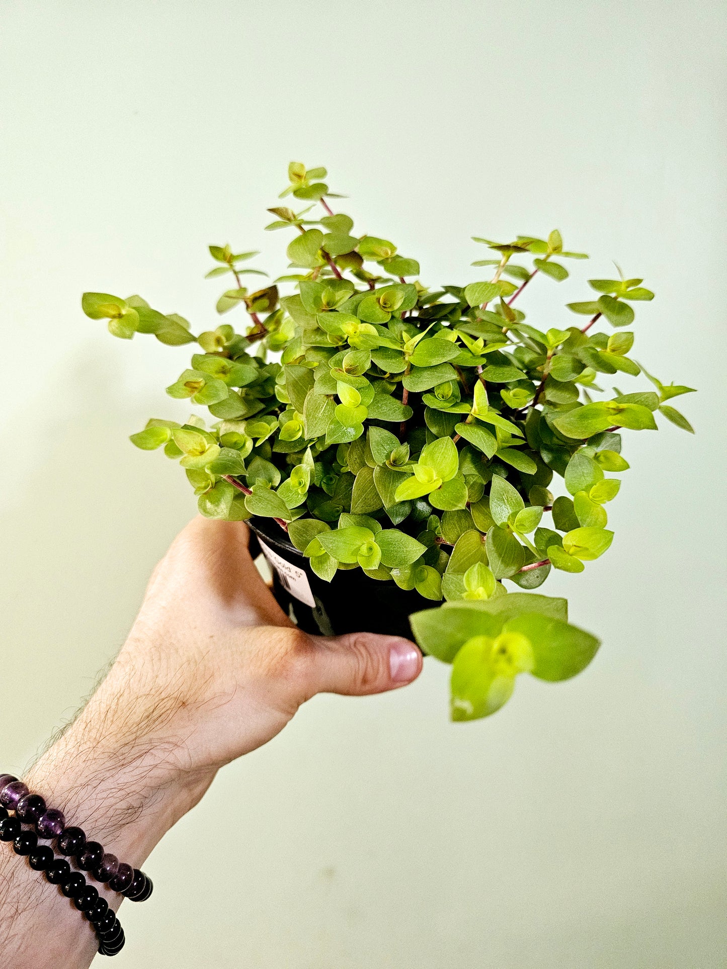 Callisia repens 'Gold' 5"
