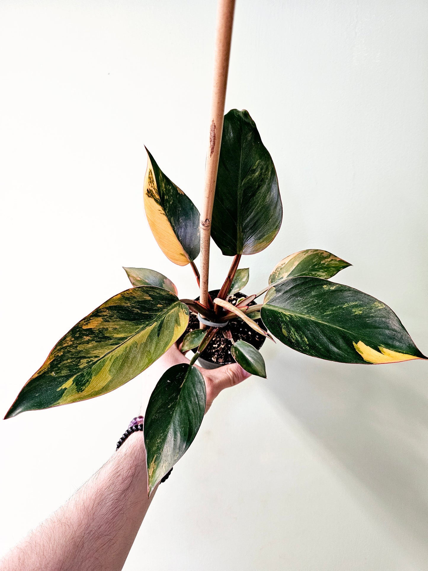 Philodendron 'Rojo Congo' Variegated 4"