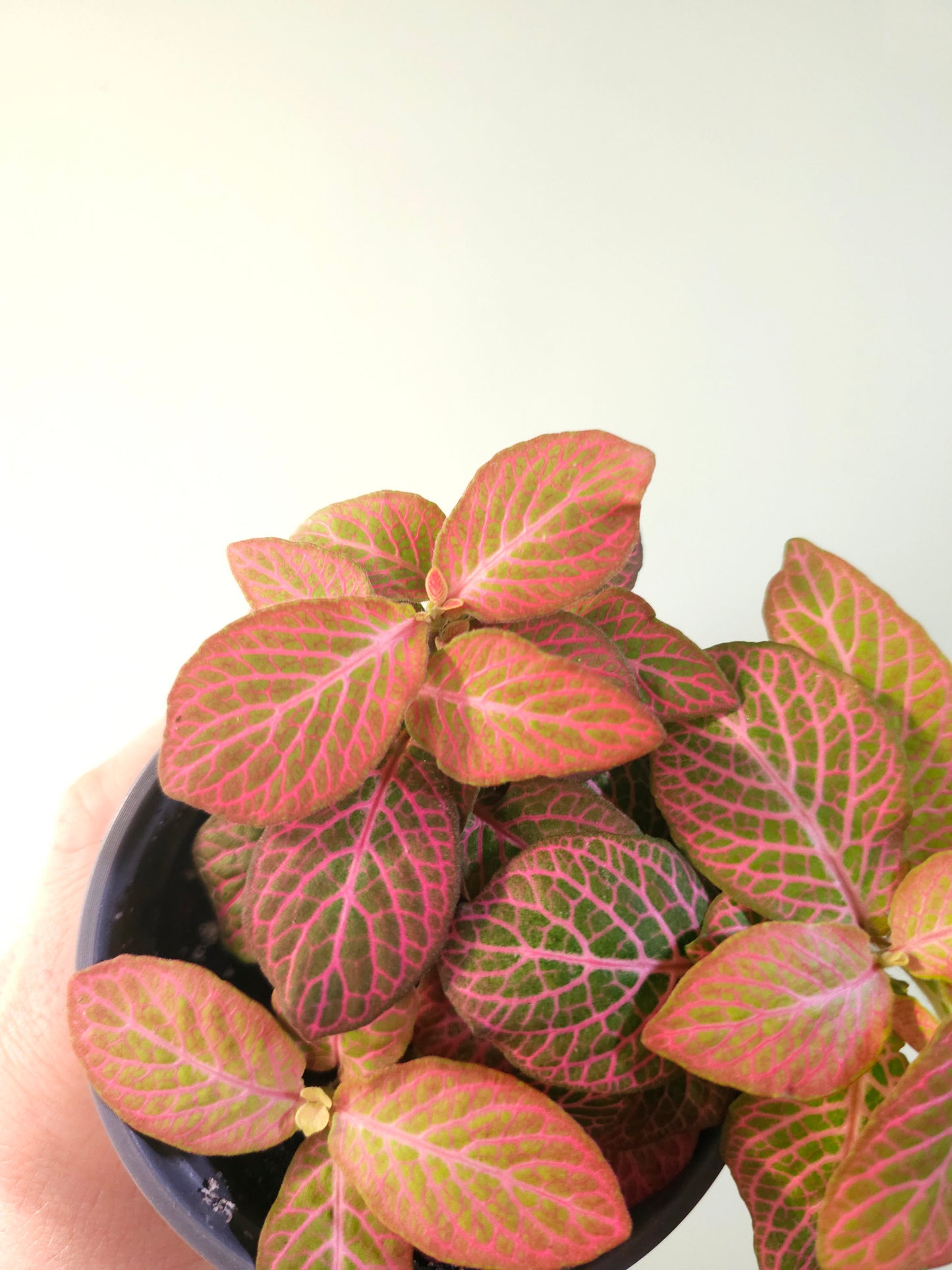 Fittonia albivenis 'Strawberry Blossom' Nerve Plant 4"