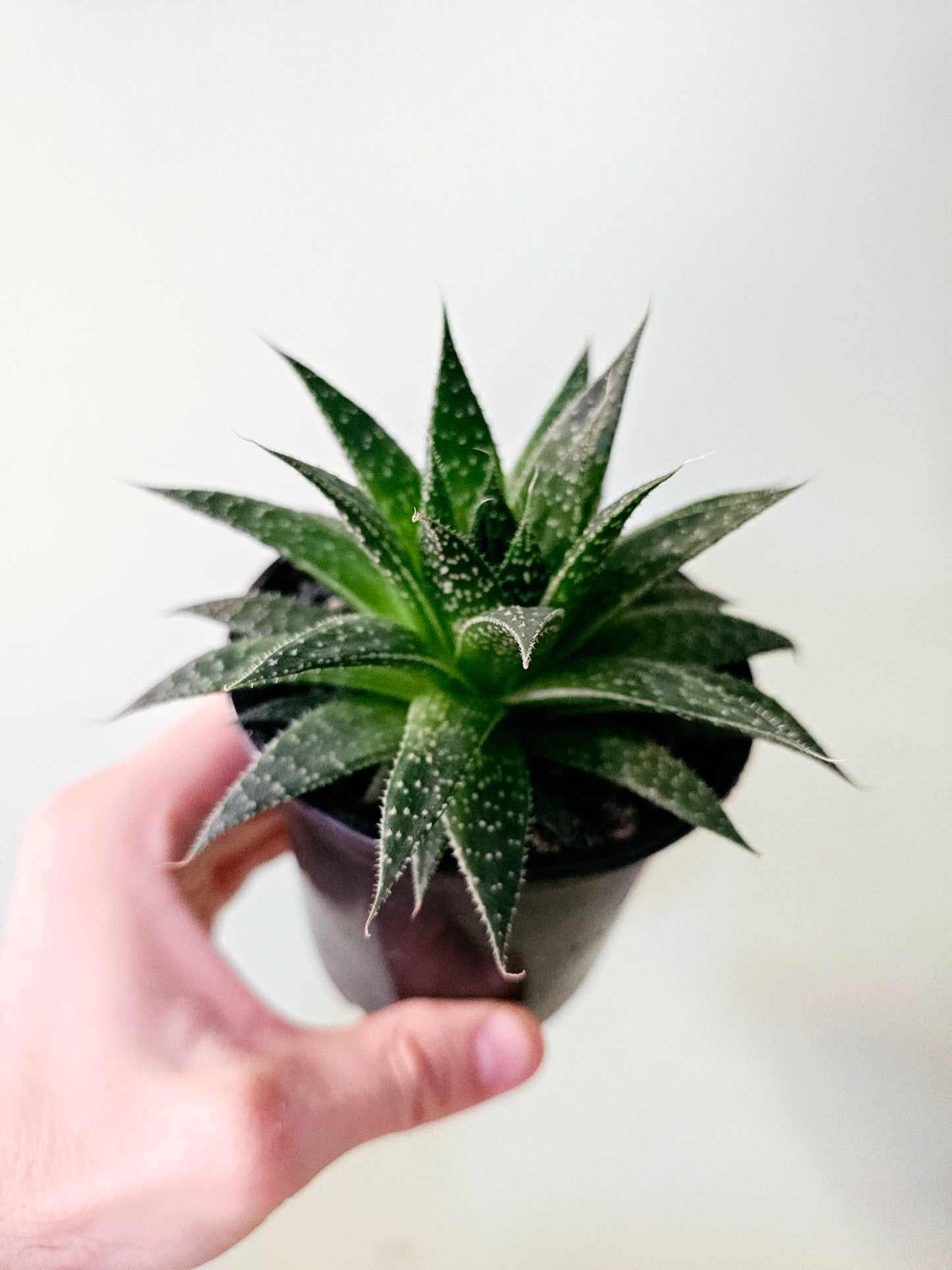 Aloe aristata "Lace Aloe" 4"