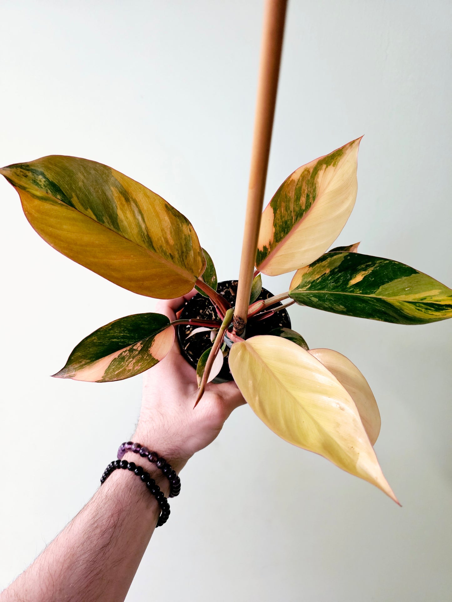Philodendron 'Rojo Congo' Variegated 4"