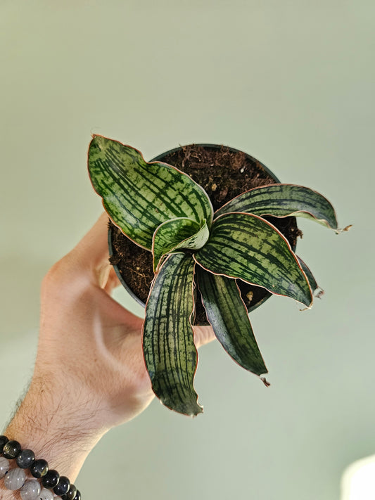 Sansevieria kirkii 'Cleopatra' 4"