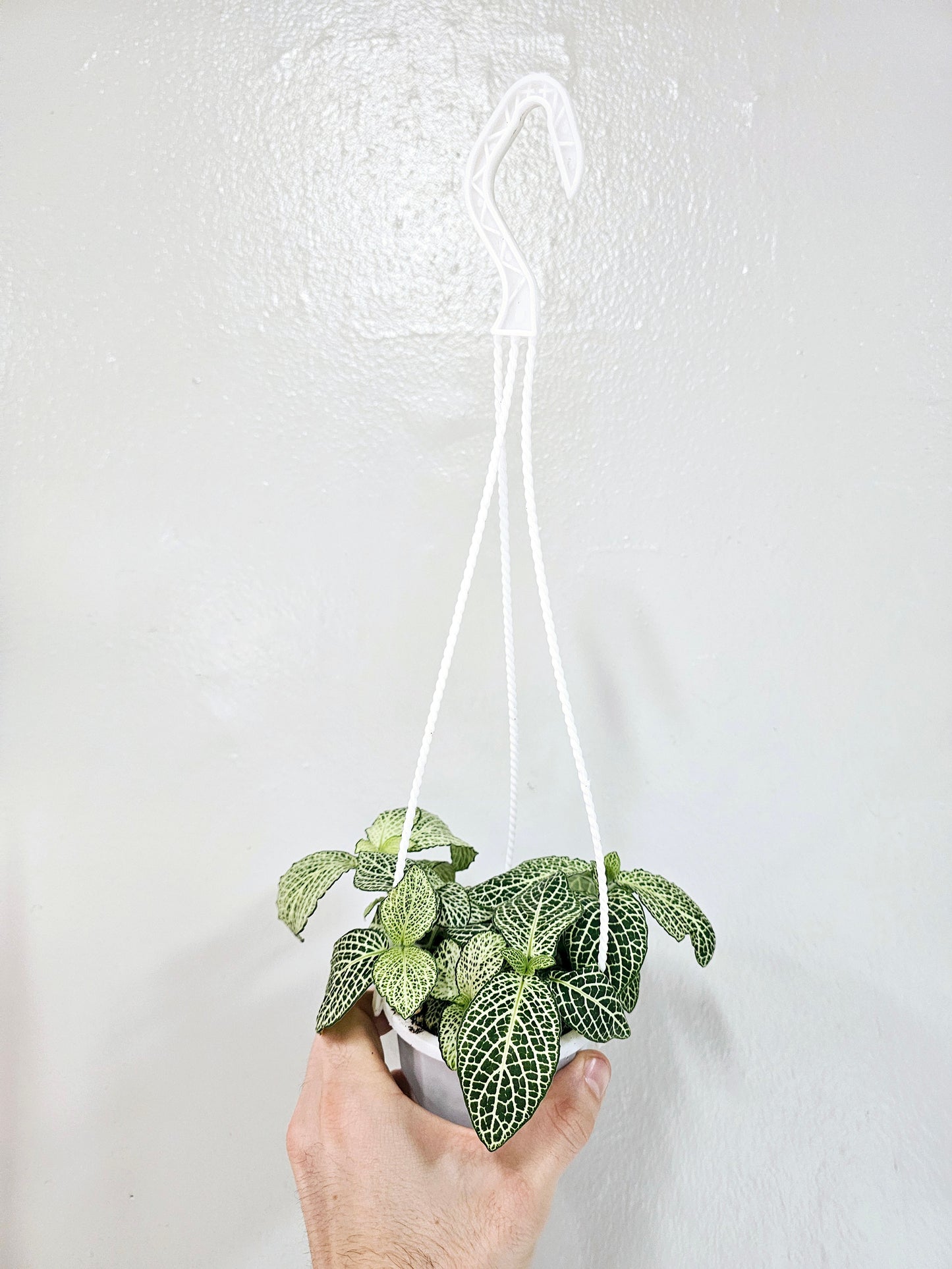 Fittonia Albivenis White Nerve Plant 4" HB