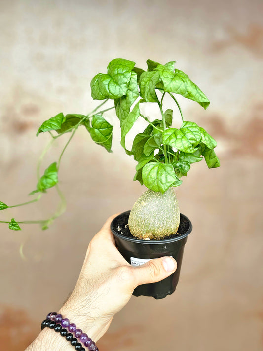 Gerrardanthus macrorhizus "Bigfoot Plant" 4"