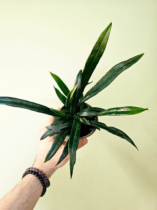 Microsorum thailandicum "Blue Oil Fern" 4"