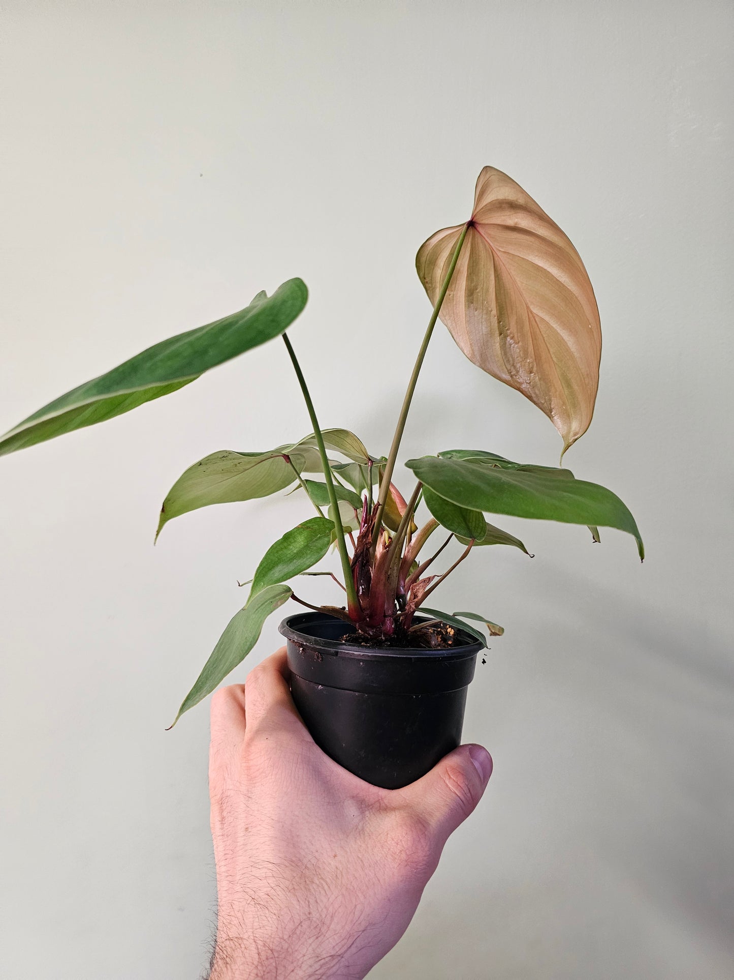 Philodendron lynamii 4"