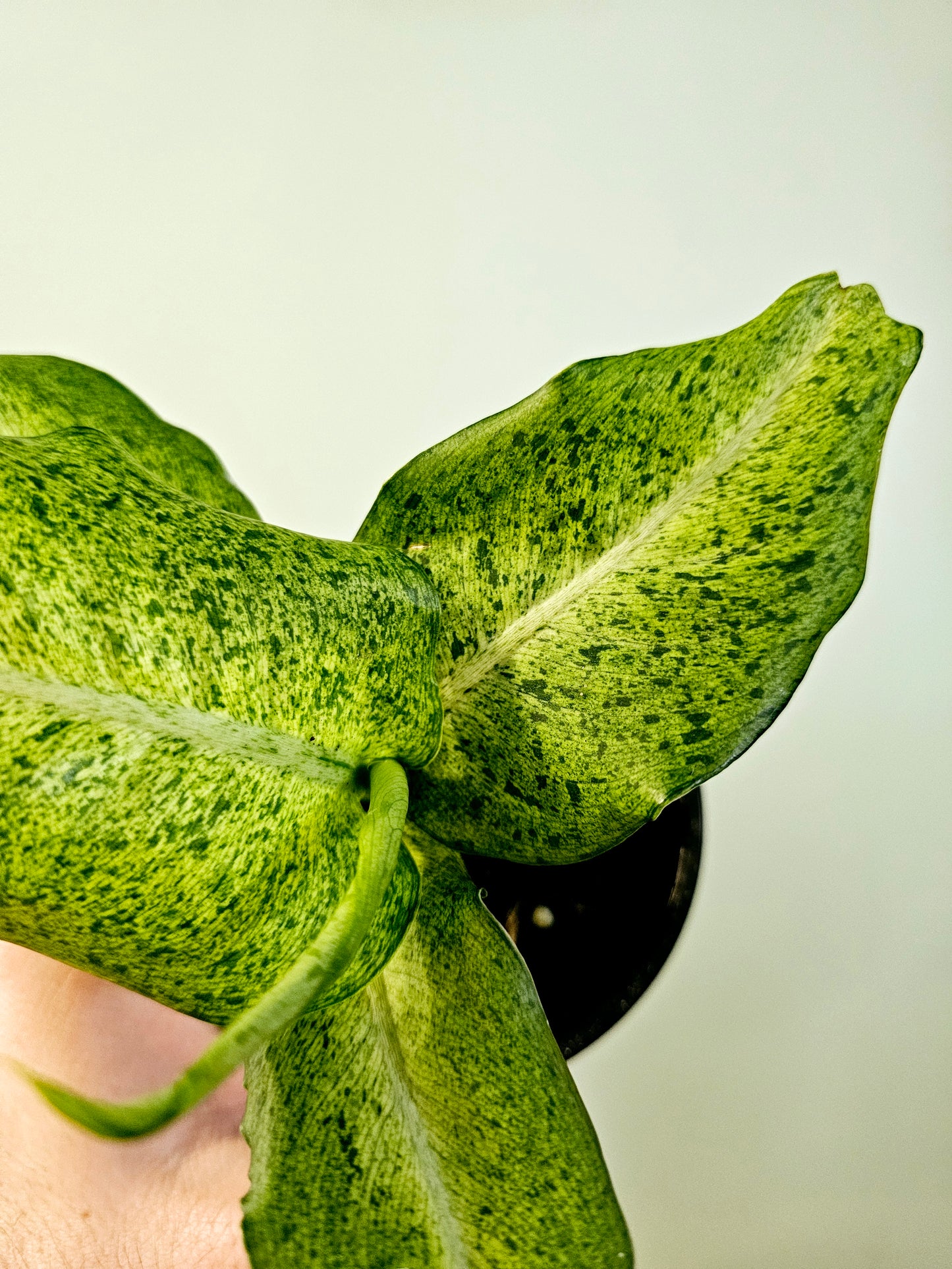 Dieffenbachia 'Camouflage' 4"