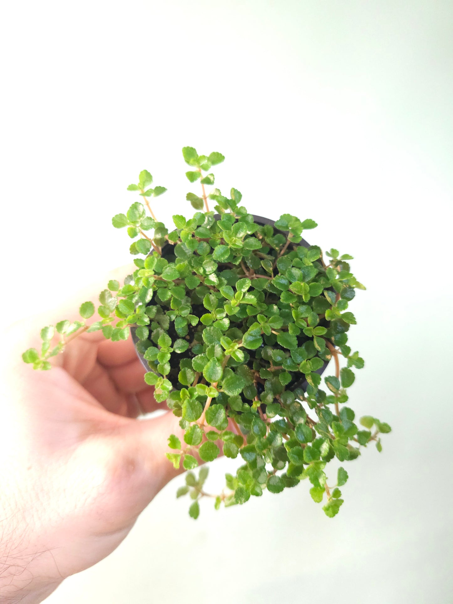 Pilea depressa 'Sao Paulo' 2.5"