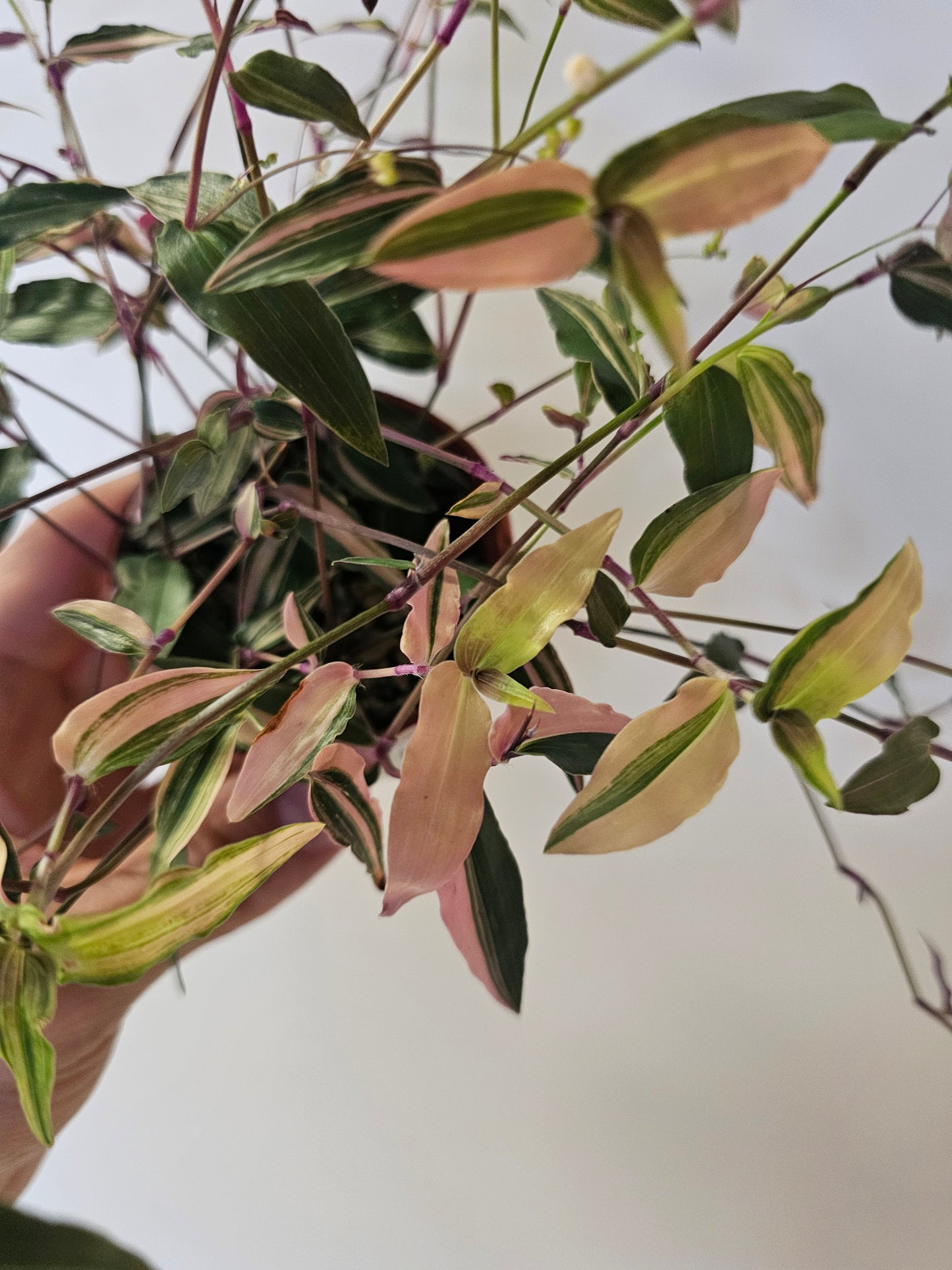 Gibasis pellucida 'Tricolor' "Variegated Bridal Veil" 3"