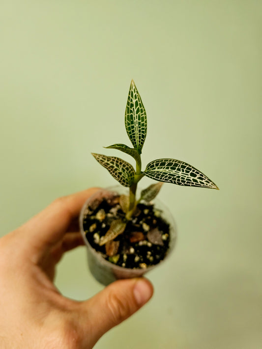 Goodyera hispida Jewel Orchid 2.5"