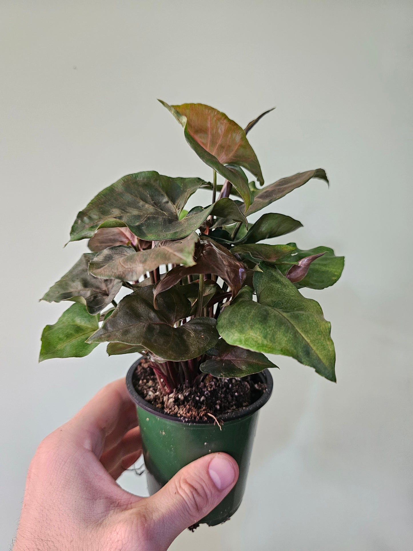 Syngonium 'Merry Maria' 3.5"