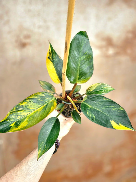 Philodendron 'Rojo Congo' Variegated 4"